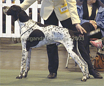 Limit Dog
